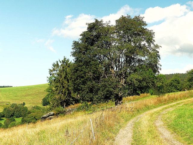 Vrchní Orlice - cesta na Vysoký kořen