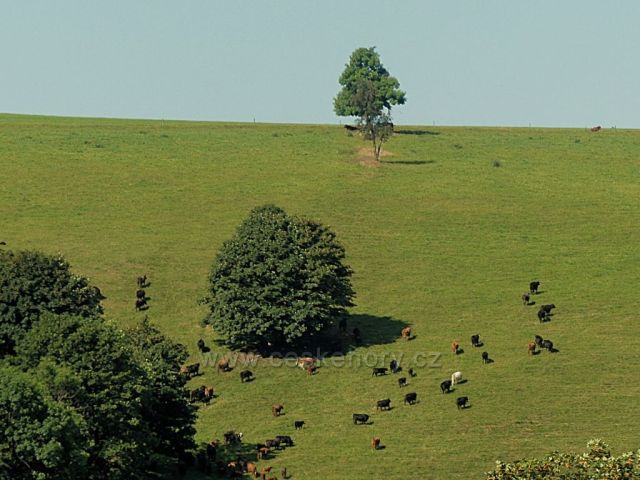 Vrchní Orlice- pastva pod hřebenem Polomu