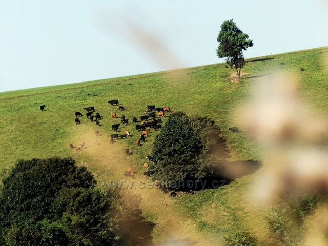 Vrchní Orlice - pastva pod hřebenem Polomu