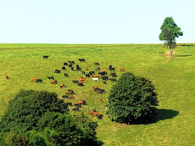 Vrchní Orlice - pastva pod hřebenem Polomu