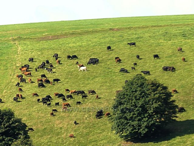 Vrchní Orlice - pastva na úbočí Polomu