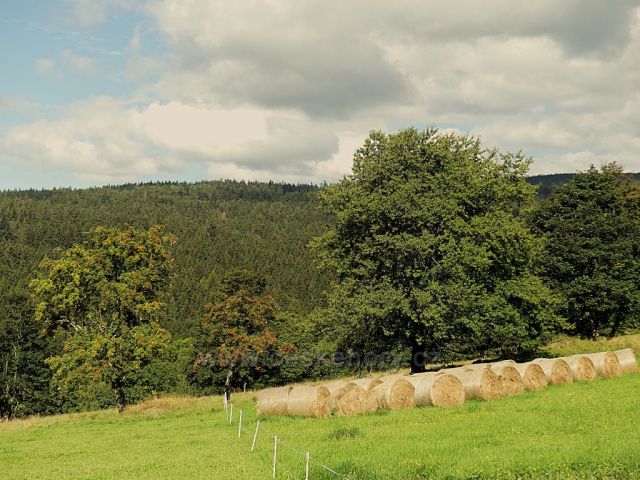 Vrchní Orlice - pastvina pod Vysokým kořenem