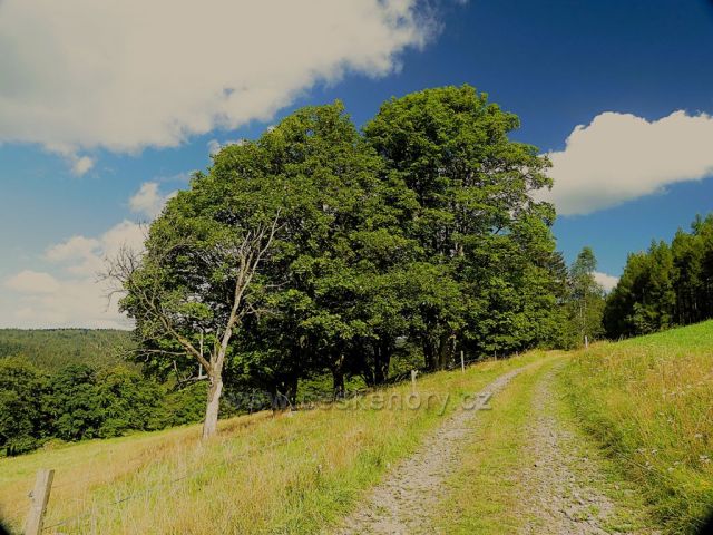 Vrchní Orlice - cesta na Vysoký kořen po žluté aTZ