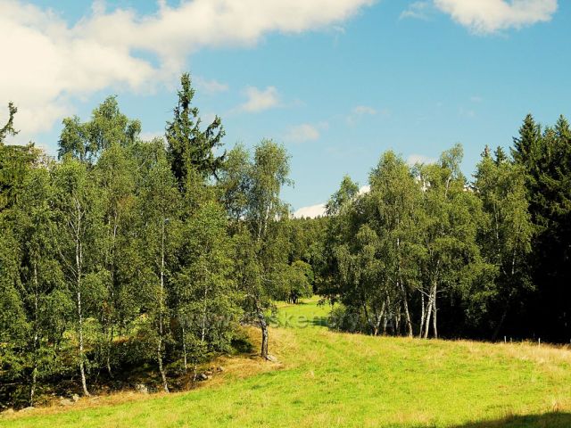 Vrchní Orlice - střední úsek cesty na Vysoký kořen vede po okraji lesa