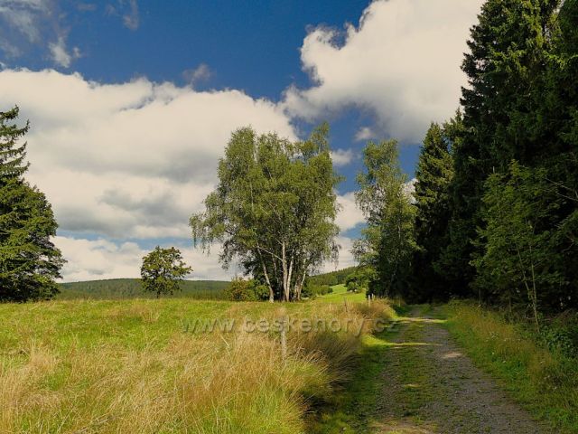 Vrchní Orlice - cesta na Vysoký kořen tvoří místy hranici mezi lesem a pastvinou