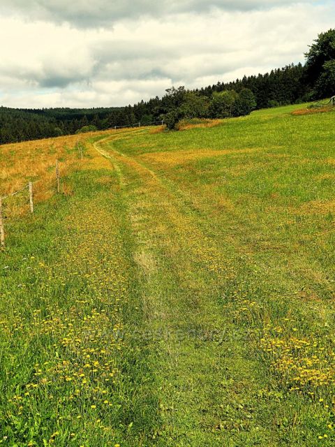 Vrchní Orlice - pastviny pod Vysokým kořenem