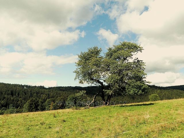 Vrchní Orlice -pastviny pod Vysokým kořenem