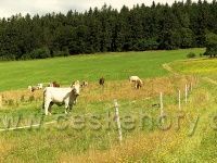 Vrchní Orlice - pastva pod Vysokým kořenem