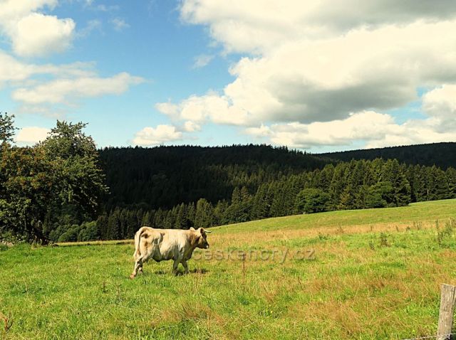 Vrchní Orlice - pastva pod Vysokým kořenem