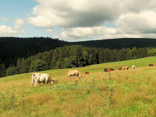 Vrchní Orlice - pastva pod Vysokým kořenem