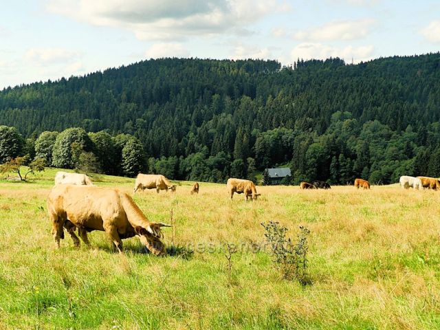 Vrchní Orlice - pastva pod Vysokým kořenem