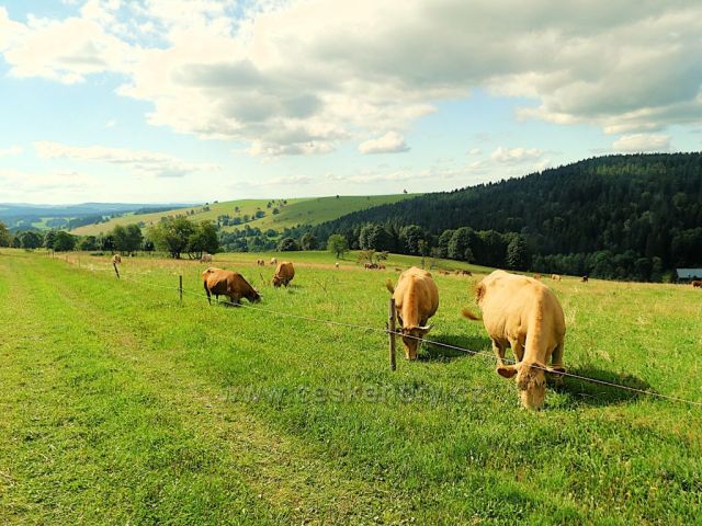 Vrchní Orlice - pastva pod Vysokým kořenem