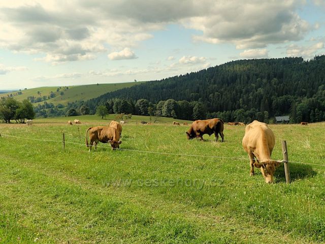 Vrchní Orlice - pastva pod Vysokým kořenem