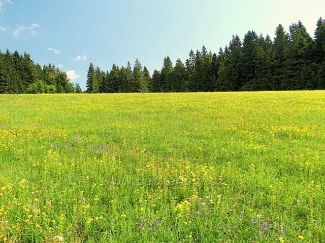 Vrchní Orlice - pastvinu pod Vysokým kořenem opanovaly jestřábník, třezalka a zvonek.