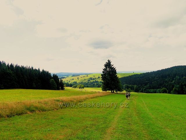 Vrchní Orlice - pastviny pod Vysokým kořenem